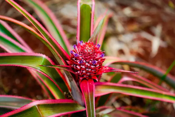 stock image close up of baby pineapple, growing in house yard.