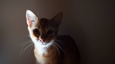 Şirin turuncu kedi yüzlü, turuncu kedi yüzlü..