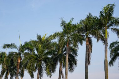 Fotokopi alanı için mavi gökyüzü arkaplanı olan palmiye ağacının alttaki görünümü.
