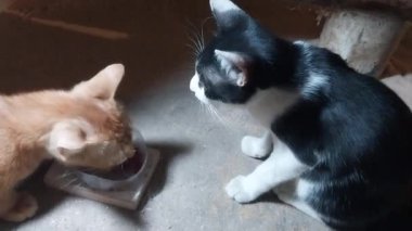Yerdeki bir konteynırda sırayla yiyecek bekleyen iki kedi. Kediler sırayla yer..