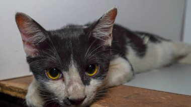 Kedi suratlı, düşük açılı..