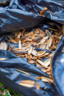 Ayçekirdeği kabuklarını plastik torbaya koyup çöp tenekesi gibi kapatın. Bir çöp torbasına izole edilmiş ayçekirdeği..