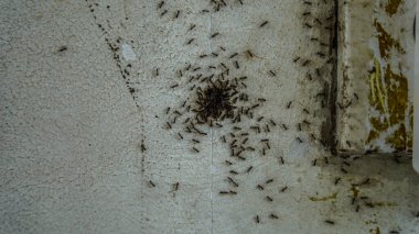 Yiyecek taşıyan bir grup siyah karınca, duvarda bir grup böcek.