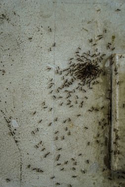 Yiyecek taşıyan bir grup siyah karınca, duvarda bir grup böcek.
