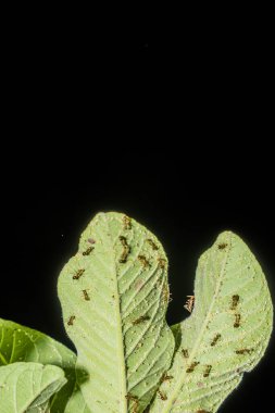 Siyah zemin üzerinde bir grup karınca olan guava yaprağının alt görüntüsü reklam için boş bir alan, guava yaprağının arkasındaki bir grup karınca.