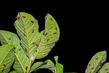 Siyah zemin üzerinde bir grup karınca olan guava yaprağının alt görüntüsü reklam için boş bir alan, guava yaprağının arkasındaki bir grup karınca.