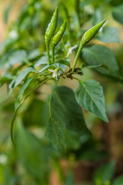 Kırmızı biber bahçesine tünemiş sinekleri yakından görmek. Fotokopi alanı için arka planı bulanık olan yapraklar üzerinde uçan hayvanlar..