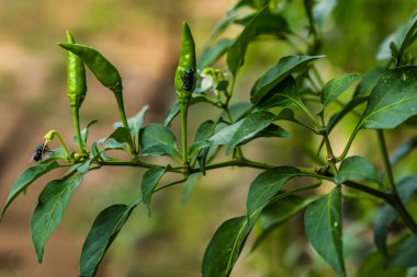 Kırmızı biber bahçesine tünemiş sinekleri yakından görmek. Fotokopi alanı için arka planı bulanık olan yapraklar üzerinde uçan hayvanlar..