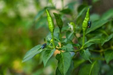 Kırmızı biber bahçesine tünemiş sinekleri yakından görmek. Fotokopi alanı için arka planı bulanık olan yapraklar üzerinde uçan hayvanlar..