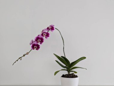 Beyaz arka planda bir saksıda orkide çiçekleri, boş reklam alanı olan beyaz bir duvarda izole edilmiş vazoda orkide çiçekleri..