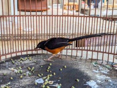 Murai stone in a cage is eating at the base of the bird's nest. clipart