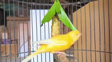 Kafesteki sarı kanaryalara yakından bak. Kafesteki bir dalda oturan sevimli sarı kuşun yakın çekimi..