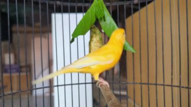 Kafesteki sarı kanaryalara yakından bak. Kafesteki bir dalda oturan sevimli sarı kuşun yakın çekimi..
