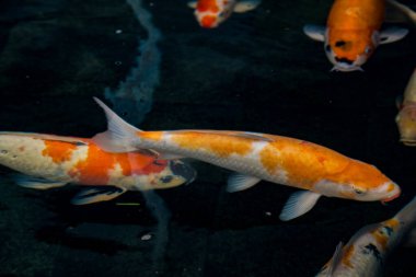 Sakin bir gölette birlikte yüzerken neşeli ve renkli koi balıklarının yakın görüntüsü. Koi balığı gölde