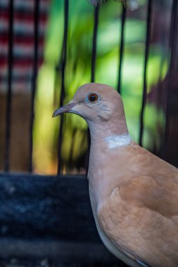Kafesteki güvercinlerin yakından görünüşü. 