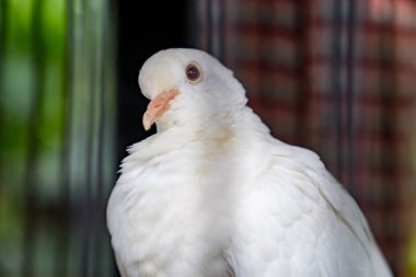 Kafesteki güvercinlerin yakından görünüşü. 