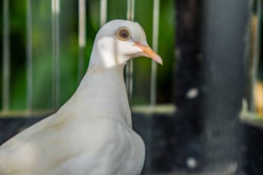 Kafesteki güvercinlerin yakından görünüşü. 