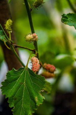Ağaç kursunda dut meyvesinin seçici bir odak noktasıyla yakın görünmesi..