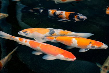 Sakin bir gölette birlikte yüzerken neşeli ve renkli koi balıklarının yakın görüntüsü. Koi balığı gölde