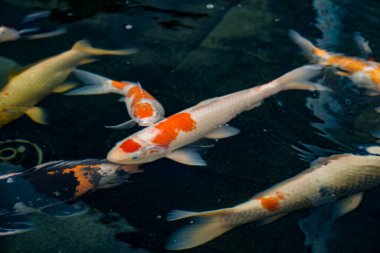 Sakin bir gölette birlikte yüzerken neşeli ve renkli koi balıklarının yakın görüntüsü. Koi balığı gölde