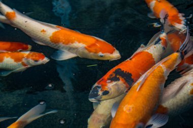 Sakin bir gölette birlikte yüzerken neşeli ve renkli koi balıklarının yakın görüntüsü. Koi balığı gölde