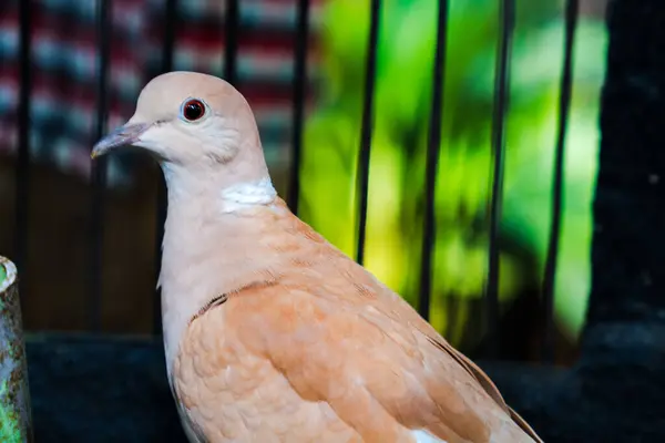 Kafesteki güvercinlerin yakından görünüşü. 