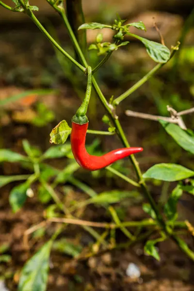Bahçede acı biber yetişir, biber tarlasında kırmızı biber..