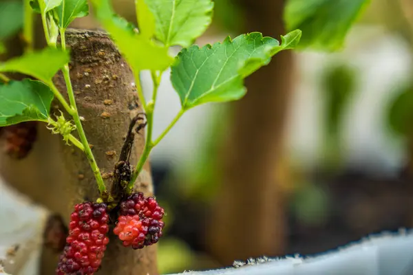 Ağaç kursunda dut meyvesinin seçici bir odak noktasıyla yakın görünmesi..