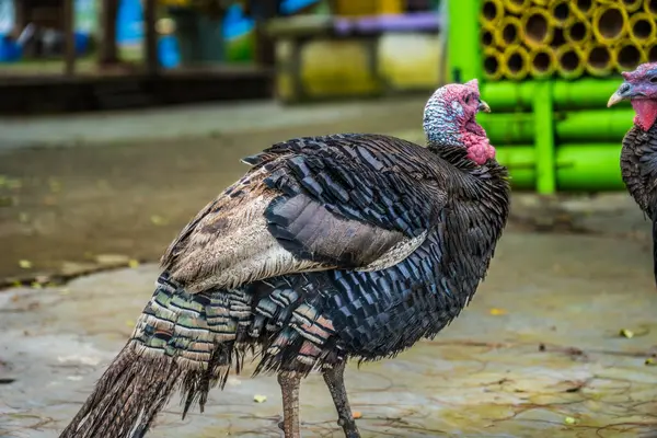 Çiftlikteki donuk arka planlı tavuk hindisinin yakın görüntüsü.
