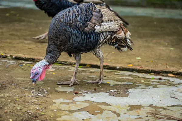 Çiftlikteki donuk arka planlı tavuk hindisinin yakın görüntüsü.