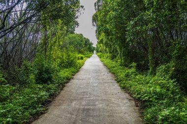 Mangrov ormanının ortasındaki beton yol, yolun her iki tarafında mangrov ağaçları olan ormana giden beton bir yol..