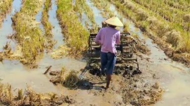 Çiftçilerin hasattan sonra tarlayı sürüşünü, çiftçilerin pirinç tarlalarını geleneksel traktörlerle sürüşünü, çiftçilerin geleneksel traktörlerin arkasında duruşunu, 