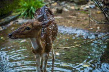 Geyiğin yakın görüntüsü kalan yağmur suyunun birikintisinde duruyor..