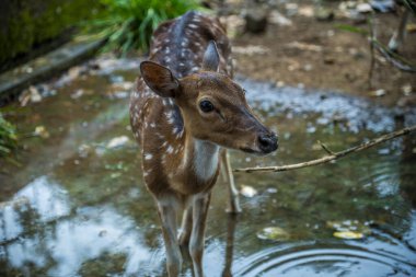 Geyiğin yakın görüntüsü kalan yağmur suyunun birikintisinde duruyor..
