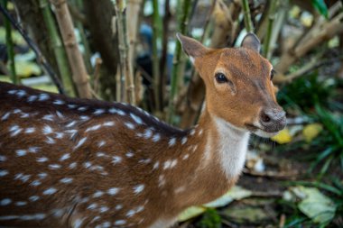 Kameraya bakan geyiğin yakın görüntüsü
