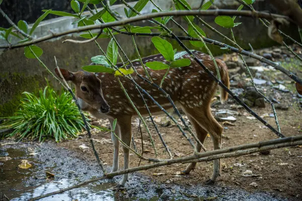 Sığınak olarak Pepohoan dalları arasındaki geyiğin ortaya çıkışı..