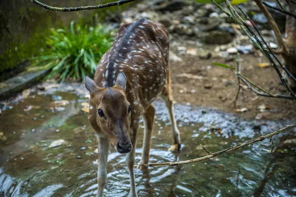Geyiğin yakın görüntüsü kalan yağmur suyunun birikintisinde duruyor..