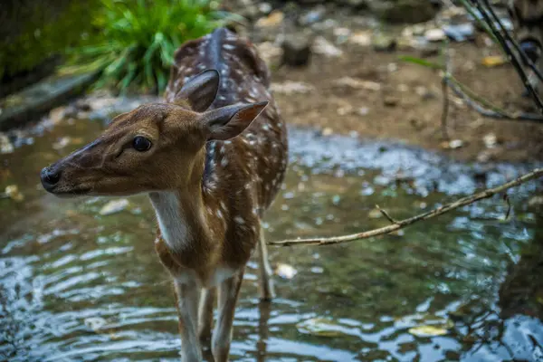 Geyiğin yakın görüntüsü kalan yağmur suyunun birikintisinde duruyor..