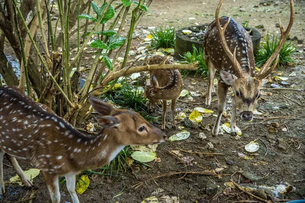 Bir grup geyik berinda için gölgeli bir ağacın altında duruyor.