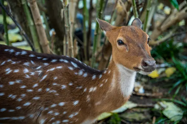 Kameraya bakan geyiğin yakın görüntüsü