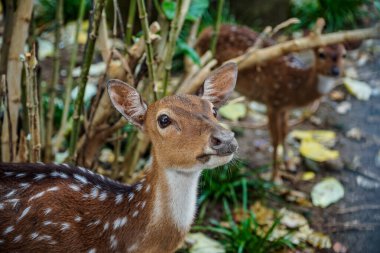 Kameraya bakan geyiğin yakın görüntüsü