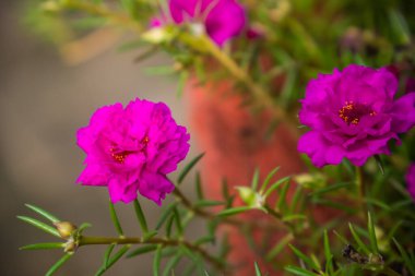 Güzel kırmızı purslane çiçeklerine yakından bakmak, seçici odaklı kırmızı purslane çiçekleri.