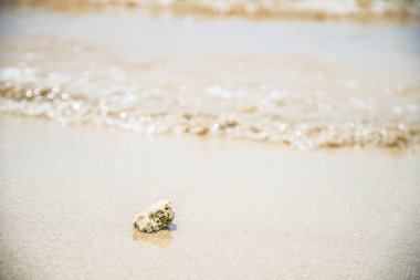 Sahilde kumsala vuran dalgaların arka planına sahip deniz mercanları..