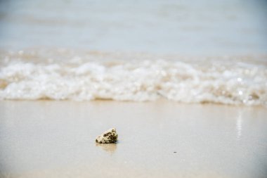 Sahilde kumsala vuran dalgaların arka planına sahip deniz mercanları..