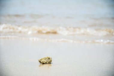 Sahilde kumsala vuran dalgaların arka planına sahip deniz mercanları..