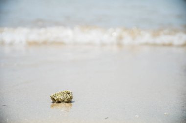 Sahilde kumsala vuran dalgaların arka planına sahip deniz mercanları..