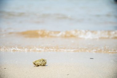Sahilde kumsala vuran dalgaların arka planına sahip deniz mercanları..