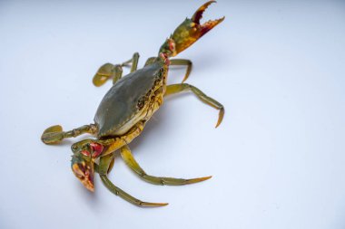 Beyazlar içinde iki pençeyle saldırıya hazır bir yengecin kapağını kapatın..