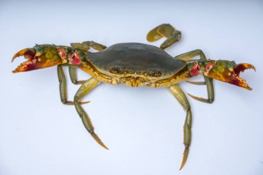 Beyazlar içinde iki pençeyle saldırıya hazır bir yengecin kapağını kapatın..