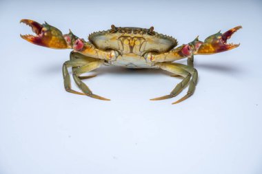 Beyazlar içinde iki pençeyle saldırıya hazır bir yengecin kapağını kapatın..